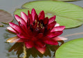 ninfea almost black,  vendita ninfee online, Ninfea rosso bordò , ninfee vendita online, ninfee rosse in vendita, vivaio  pianta acquatiche, vivaio piante  per laghetti e vasche da giardino, venduta online come rizoma, in vivaio  venduta in vaso.