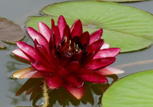 ninfea almost black,  vendita ninfee online, Ninfea rosso bordò , ninfee vendita online, ninfee rosse in vendita, vivaio  pianta acquatiche, vivaio piante  per laghetti e vasche da giardino, venduta online come rizoma, in vivaio  venduta in vaso.