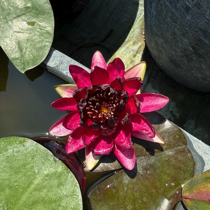 Ninfea Nymphaea Black Princess con grandi fiori rosso porpora scuro e foglie galleggianti, ideale per laghetti ornamentali, vasche e giardini acquatici.