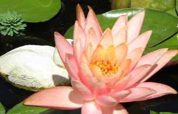 Nymphaea vendita online, vendita ninfee, ninfea colorado, ninfee rustiche, vivaio ninfee, Ninfea rosa salmone in fiore, galleggiante tra foglie verdi, pianta acquatica ornamentale venduta in rizoma per laghetti e vasche.