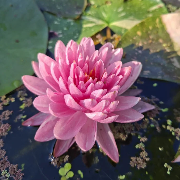 Ninfea Nymphaea Jakkaphong rosa e bianca con fiore variegato rosa fucsia, pianta acquatica ornamentale per laghetto