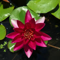 Ninfea Nymphaea 'Laydekeri Fulgens' – Ninfea rustica rossa per laghetti, biolaghi e giardini acquatici