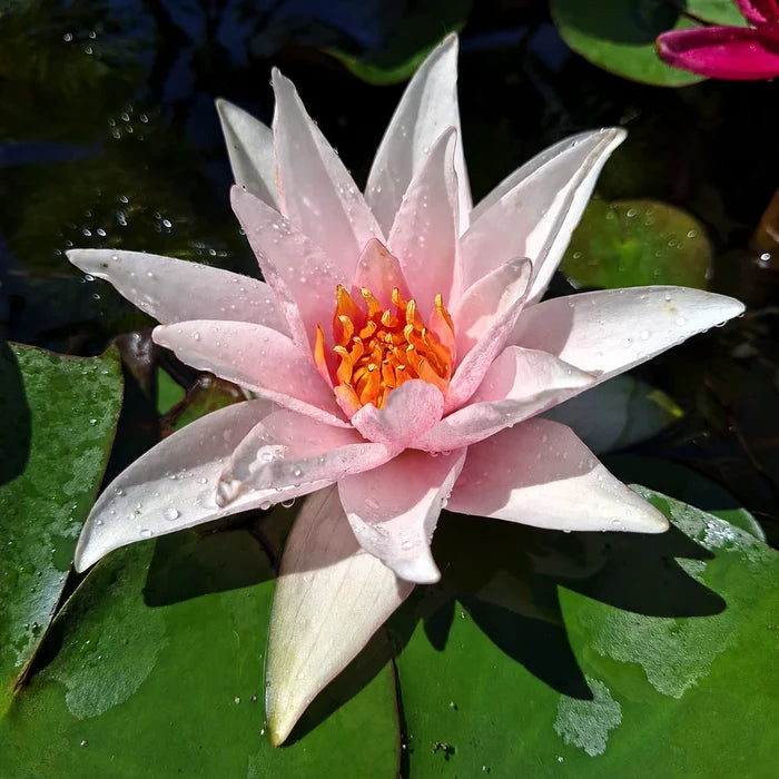 Ninfea Nymphaea 'Millennium Pink' – Ninfea rosa per laghetti e giardini acquatici