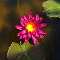 Ninfea Nymphaea Pink Silk con eleganti fiori rosa e foglie galleggianti, ideale per laghetti ornamentali, biolaghi e giardini acquatici.