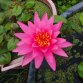 Ninfea Nymphaea Rose Arey con grandi fiori rosa e foglie galleggianti, pianta acquatica rustica ideale per laghetti ornamentali e giardini acquatici.
