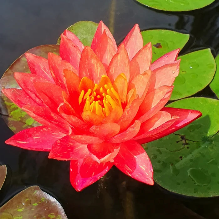 Ninfea ‘Perry’s Red Star’ in fiore,  ninfea perry's red star, vendita ninfee online, 
pianta acquatica con fiori rosso rubino, profumata e rustica. Rizoma ideale per laghetti e vasche ornamentali.