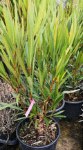 Oleandro, Nerium oleander, arbusto mediterraneo sempreverde con fiori colorati e profumati