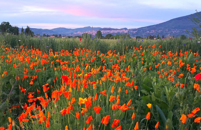 Festa dei papaveri, festa dei papaveri Assisi, eventi Assisi, vendita papaveri, vendita papaveri della California, papaveri vendita online, papaveri arancioni vendita, papaveri rosa vendita, papaveri gialli vendita. vivaio papaveri