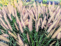 Vendita Pennisetum alopecuroides 'Moudry' in vaso 18 , è una pianta perenne con forma eretta e le spighe floreali distintive. Cresce fino a 60-90 cm di altezza, con foglie sottili e lineari di colore verde scuro. La caratteristica più riconoscibile è la spiga a forma di bottone di colore marrone-nero che emerge durante la tarda estate e l'autunno, . È ideale per bordure, aiuole o contenitori, richiede una posizione soleggiata e una moderata manutenzione come potatura alla fine dell'inverno.