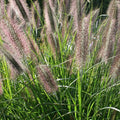 Pennisetum alopecuroides 'Viridescens' in vendita in Vaso 18.  è una graminacea che ama come esposizione sole-mezz'ombra, fiorisce da Luglio fino a Ottobre con dei coni di colore grigio chiari.