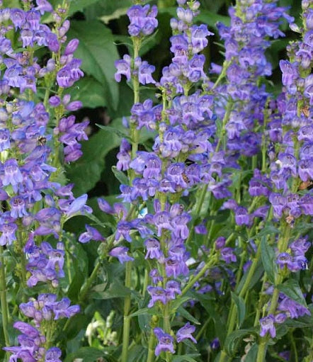 Il Penstemon strictus,  è una pianta perenne caratterizzata da fiori tubolari a forma di tromba, di solito di colore blu-viola, disposti in spighe. Le foglie sono lanceolate, di colore verde scuro e disposte in modo opposto lungo il fusto. Cresce bene in esposizione soleggiata o a mezz'ombra in terreni ben drenati. È una pianta resistente e attraente per giardini perenni, attrattiva per api e farfalle.