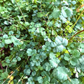 Pimpinella erba noce Sanguisorba minor pianta aromatica selvatica commestibile