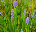 Pontederia cordata in fiore, pianta acquatica perenne con spighe viola e foglie cuoriformi, ideale per laghetti e bordi umidi.