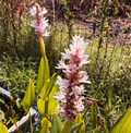 Pontederia cordata rosa in fiore, pianta acquatica con spighe rosa e foglie cuoriformi, ideale per laghetti e bordi umidi.