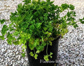 Vendita prezzemolo riccio in vaso 24 cm, è una varietà di prezzemolo con foglie ricce e frastagliate. Di colore verde scuro o brillante, ha un aroma fresco e un sapore intenso. Utilizzato come condimento in cucina, aggiunge un tocco decorativo a piatti come salse, zuppe e insalate. Facile da coltivare in giardino o in vaso, è una pianta aromatica versatile.