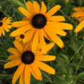 Rudbeckia fulgida 'Goldsturm' in fiore con grandi corolle gialle e centro scuro, pianta perenne resistente per bordure soleggiate.