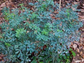 Ruta graveolens in fiore con foglie grigio-blu finemente divise e piccoli fiori gialli, ideale per bordure e giardini rustici.