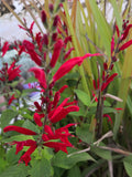 Salvia ananas (Salvia elegans) in fiore con spighe rosse e foglie profumate, pianta aromatica decorativa per vasi e bordure soleggiate.