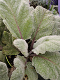Salvia argentea, pianta ornamentale con foglie grandi argentate e fiori bianchi estivi
