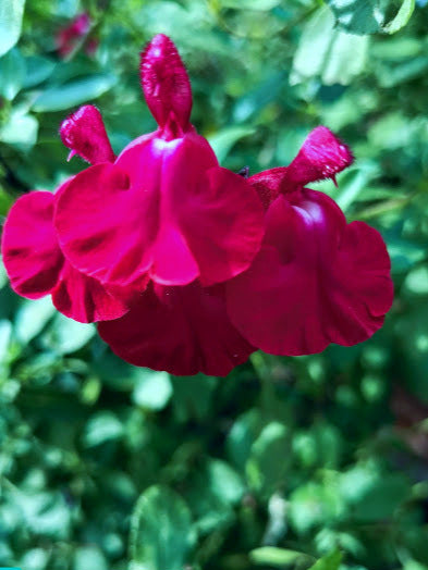 Salvia 'Cavalieri' vaso 14.  Pianta perenne a forma di cespuglio con piccole foglie ovali verde semi-persistenti e molto profumate. Fiori tra fuxia e rosso da maggio a novembre. Esposizione pieno sole o mezz' ombra, sopporta periodi di siccità, rustica -12°C.. Altezza e 50-70 cm. Va spuntata spesso in quanto i fiori crescono sull' altezza dello stelo. Consigliamo in luglio/settembre/marzo.