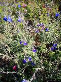 Vendita Salvia 'Chamaedryoides' in vaso 14 cm,è una varietà di salvia caratterizzata da foglie grigio-verdi e fiori di un vibrante blu intenso. Con un portamento compatto e mounding, questa pianta forma cuscini di fogliame decorativo, aggiungendo un tocco di colore e aroma ai giardini. Apprezzata per la sua resistenza e adattabilità, è ideale per aiuole e bordure.