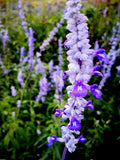 La Salvia farinacea 'Victoria' è una varietà di salvia ampiamente apprezzata per la sua fioritura vibrante e il suo aspetto elegante. Con spighe di fiori blu profondo, questa pianta presenta foglie strette e allungate di colore verde. La 'Victoria' è notevole per la sua resistenza e la capacità di attirare farfalle e api nel giardino. Ideale per aiuole e bordure, questa varietà è una scelta popolare per aggiungere un tocco di colore duraturo agli spazi esterni.