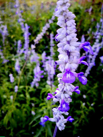La Salvia farinacea 'Victoria' è una varietà di salvia ampiamente apprezzata per la sua fioritura vibrante e il suo aspetto elegante. Con spighe di fiori blu profondo, questa pianta presenta foglie strette e allungate di colore verde. La 'Victoria' è notevole per la sua resistenza e la capacità di attirare farfalle e api nel giardino. Ideale per aiuole e bordure, questa varietà è una scelta popolare per aggiungere un tocco di colore duraturo agli spazi esterni.