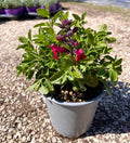 La Salvia greggii 'Arctic Blaze' è una varietà di salvia compatta con fogliame verde scuro e fiori tubolari di colore rosso intenso, circondati da brattee bianco argentato. Questa pianta perenne raggiunge un'altezza di circa 45-60 centimetri e fiorisce abbondantemente dalla primavera all'autunno. Adatta a terreni ben drenati e a posizioni soleggiate, è una scelta ideale per giardini perenni e bordure grazie alla sua combinazione di colori accattivante e alla sua resistenza alla siccità.