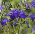 La Salvia greggii 'Blue Note' è una pianta perenne della famiglia delle Lamiaceae, con foglie lanceolate dal colore verde scuro e fiori tubolari di colore blu. Cresce tra 30 e 90 cm in altezza, fiorisce da aprile a novembre e preferisce il pieno sole con tolleranza alla leggera ombra. Adatta a terreni ben drenati, è resistente alla siccità una volta stabilita. Ideale per giardini ornamentali, aiuole e contenitori, attrae api e farfalle, contribuendo alla biodiversità.