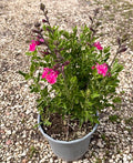 Salvia Cassandra in vendita in vaso 14.  è una salvia da fiore ornamentale, ama. stare al sole, ha bisogno di poche cure e poca acqua. il suo periodo di fioritura va da Aprile A Novembre.