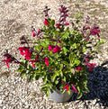 Salvia greggii ‘Magenta Butterfly’, pianta ornamentale compatta dai fiori magenta intensi
