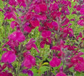 Salvia greggii ‘Viola’s Darling’, pianta ornamentale rifiorente con fiori viola brillanti