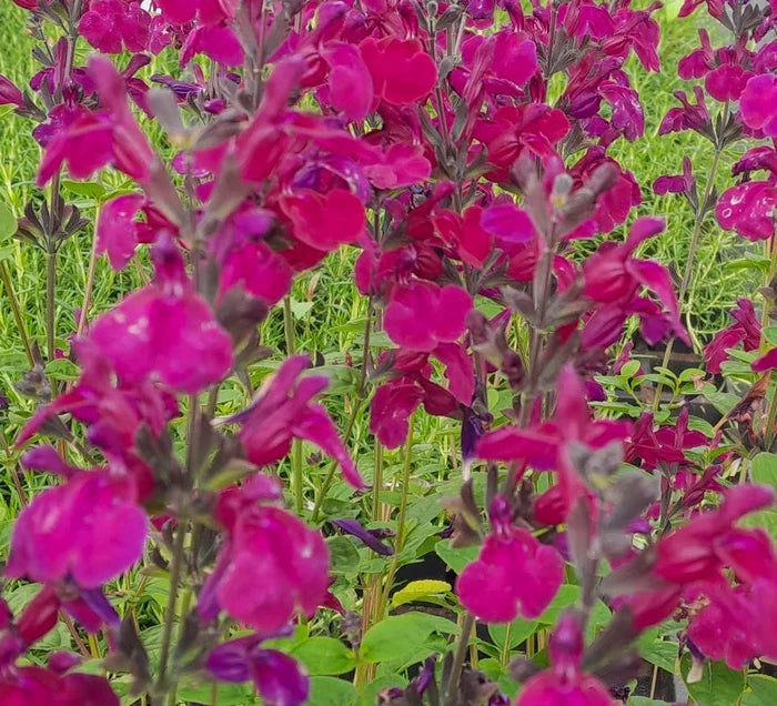 Salvia greggii ‘Viola’s Darling’, pianta ornamentale rifiorente con fiori viola brillanti