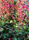Salvia ‘Hemer’, pianta ornamentale rifiorente e compatta con fiori rosa acceso