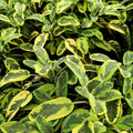 Salvia ‘Icterina’ (Salvia officinalis), pianta aromatica perenne con foglie variegate giallo-verdi e fiori lilla, coltivata al Lavandeto di Assisi