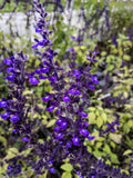 Salvia 'Indigo Spires' vaso 14.  è una pianta perenne che ama l'esposizione soleggiata, fiorisce da Luglio fino a Novembre con dei fiori blu e può raggiungere un'altezza massima di 150 cm.