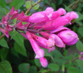 La Salvia involucrata è una pianta ornamentale notevole, amata sia per i suoi fiori sgargianti che per le sue foglie decorative. La sua capacità di attrarre gli impollinatori la rende una scelta apprezzata per coloro che desiderano sostenere la vita selvatica nei loro giardini.