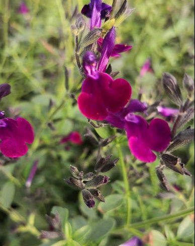 Salvia x jamensis 'Violette de Loire' in vendita invaso 14 . Pianta perenne a forma di cespuglio con piccole foglie ovali verde semi-persistenti e molto profumate. Fiori viola scuro da maggio a novembre. Esposizione pieno sole o mezz' ombra, sopporta periodi di siccità, rustica -12°C.. Altezza e 40-60 cm.