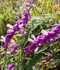 La Salvia leucantha, conosciuta anche come Mexican Bush Sage, è una pianta perenne apprezzata per i suoi fiori distintivi. Caratterizzata da lunghe spighe di fiori tubolari ricoperti da peli setolosi, crea un effetto vellutato. I fiori possono essere di colore viola intenso o blu-lilla, aggiungendo un tocco di colore al giardino. La pianta è resistente e adatta a climi caldi, ideale per aiuole e giardini ornamentali.      Regenerate