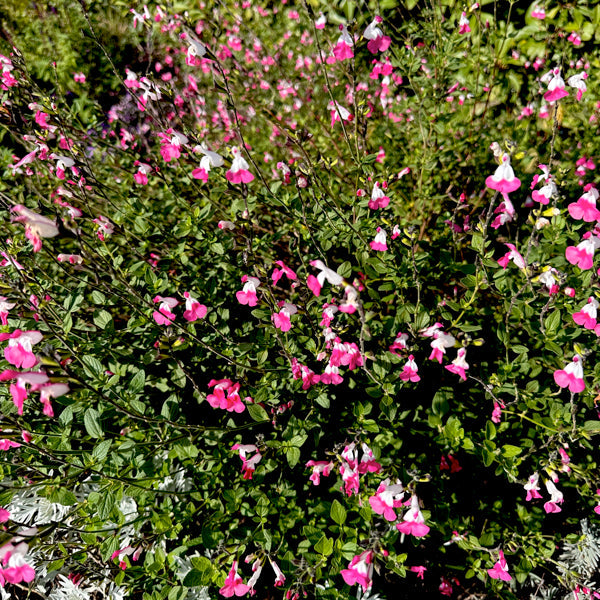 Le "salvia pink lips" sono una varietà di pianta di salvia caratterizzata da fiori rosa brillante, spesso con sfumature che vanno dal rosa pallido al fucsia. I fiori hanno una forma tubolare e sono disposti a grappoli, creando un contrasto affascinante con il fogliame verde-grigiastro tipico della salvia. Questa pianta attira impollinatori come api e farfalle ed è apprezzata per la sua resistenza e bellezza nei giardini.