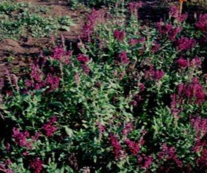 Salvia nemorosa ‘Plumosa’, pianta ornamentale rifiorente con spighe viola compatte