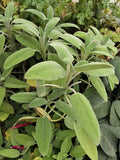 Salvia officinale (Salvia officinalis) con foglie grigio-verdi e fiori lilla, pianta aromatica perenne ideale per cucina e infusi.