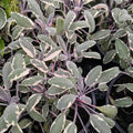La Salvia tricolor, conosciuta anche come Salvia variegata, è una varietà ornamentale di salvia apprezzata per le sue foglie variegate, che mescolano tonalità di verde, bianco e viola. Di solito raggiunge un'altezza di circa 30-45 cm e produce fiori blu, viola o bianchi, contribuendo al suo aspetto decorativo. Predilige climi temperati e può essere coltivata in giardini, bordure o vasi. A differenza della Salvia officinalis, la Salvia tricolor non è comunemente utilizzata a fini culinari o medicinali.