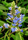 Salvia uliginosa, pianta ornamentale rifiorente dai fiori azzurri delicati