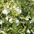 Salvia x jamensis La luna vaso 14.  salvia da fiore ornamentale che ama l'esposizione soleggiata, fiorisce da maggio fino a novembre con dei fiori di colore giallo chiaro. Altezza massima di 80 cm.