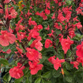 salvia magical amour pianta ornamentale perenne fiori rosa intenso salvia da giardino bordure vaso