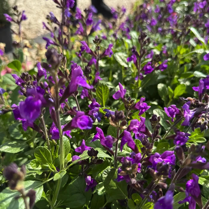 salvia magical loire pianta ornamentale perenne fiori viola salvia da giardino bordure vaso