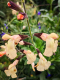Salvia microphylla "Melen" in vendita è una pianta perenne a forma di cespuglio con piccole foglie ovali verde semi-persistenti e molto profumate. Fiori color crema scuro, con sfumature di rosa tenue,   da maggio a novembre. Esposizione pieno sole o mezz' ombra, sopporta periodi di siccità, rustica -12°C.. Altezza e 50-70 cm. Va spuntata spesso in quanto i fiori crescono sull' altezza dello stelo. Consigliamo in luglio/settembre/marzo.