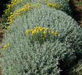 Santolina chamaecyparissus, arbusto mediterraneo sempreverde con foglie grigio-argento e fiori gialli ornamentali