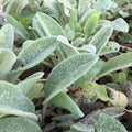 Stachys lanata 'Byzantina', pianta per giardino con foglie argentate e fiori viola. Acquista online con spedizione veloce